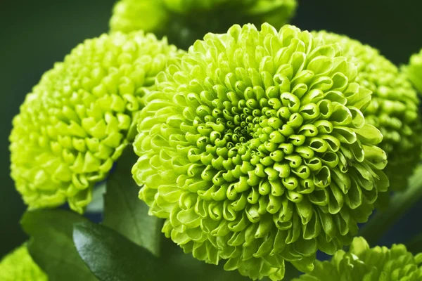 緑の菊 — ストック写真