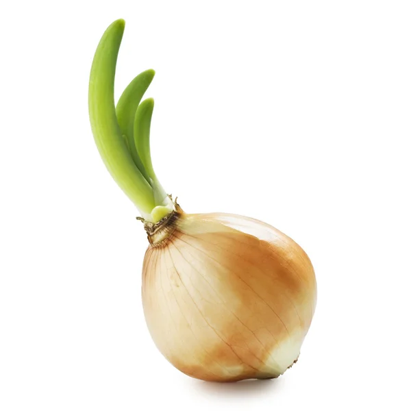 Onion Royalty Free Stock Images