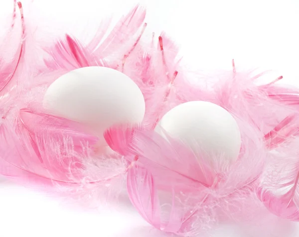 계란 깃털 — 스톡 사진