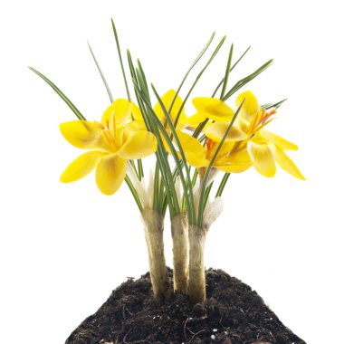 Yellow crocus clipart