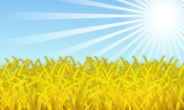 Пшеничное поле. — стоковый вектор