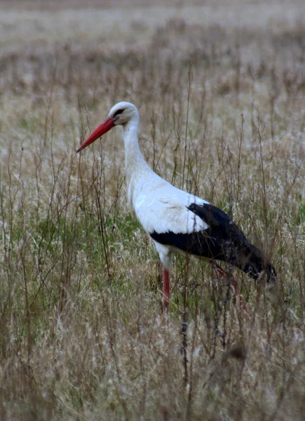 Stork in nature — Stock Photo, Image