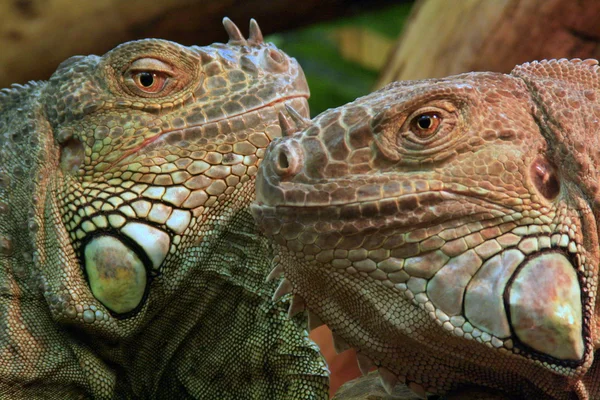 stock image Iguana