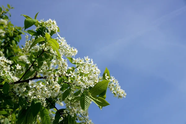 stock image Bird cherry