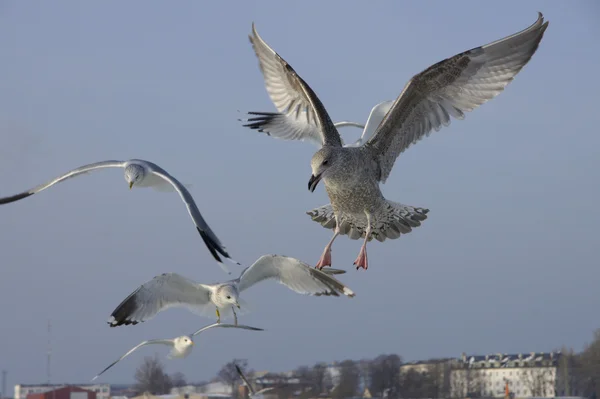 Gaivota — Fotografia de Stock