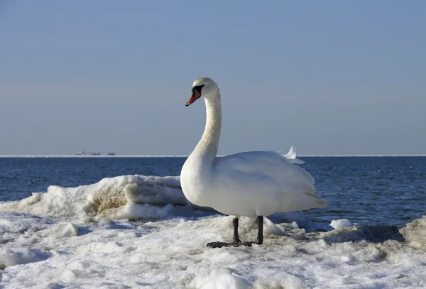 White swan — Stock Photo, Image