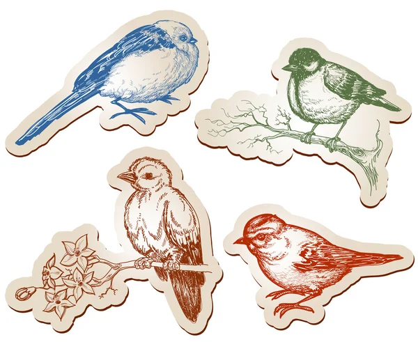 Vektor sbírku ptáků — Stockový vektor