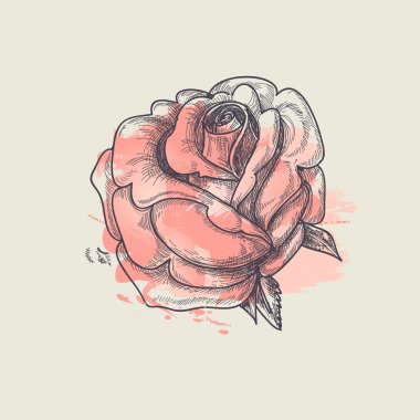 Artistic rose vector illustration