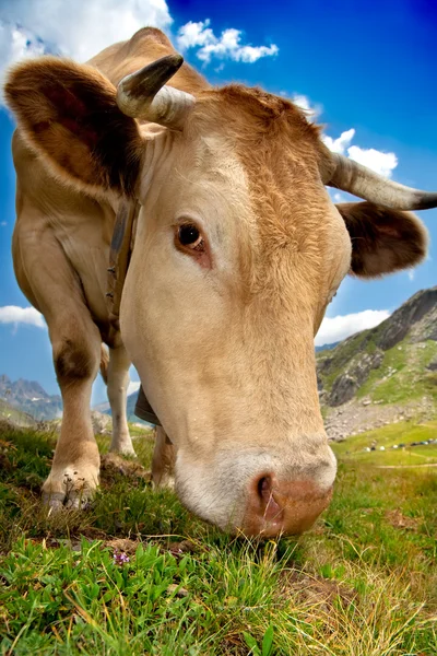 Koe grazen — Stockfoto