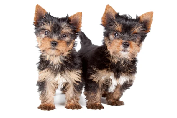 Couple of puppies — Stock Photo, Image