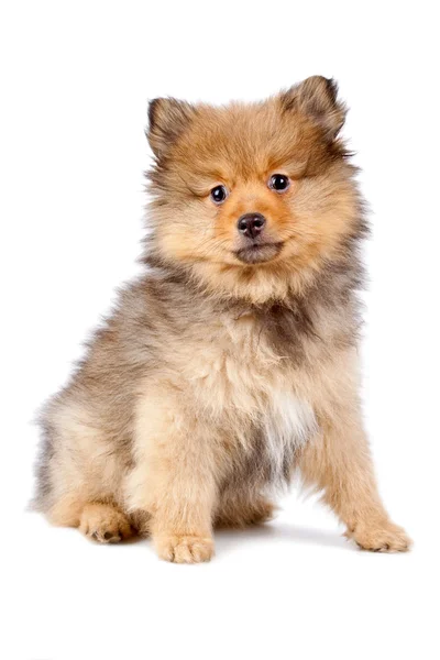 Cute dog — Stock Photo, Image