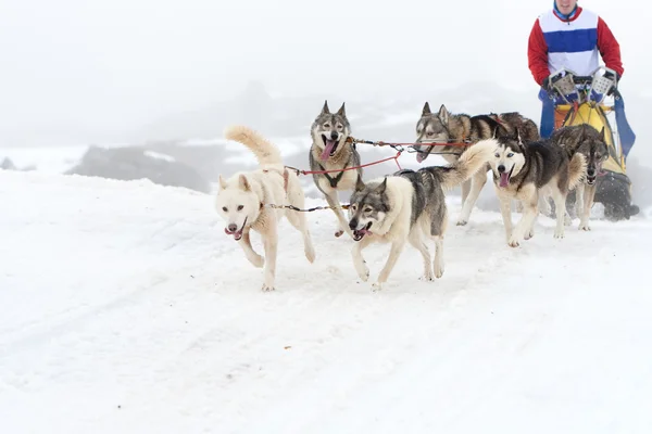 Sled dog race — Stock Photo, Image