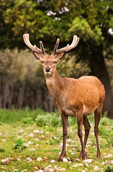 stock image Wild deer