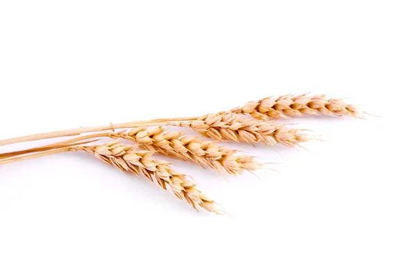 小麦隔离 — 图库照片