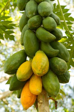 Papaya Cluster