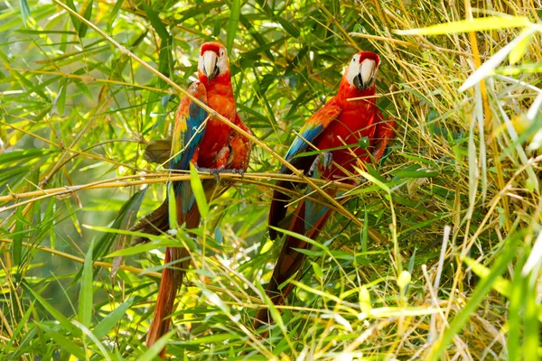 Ara Macaw Pair Of Birds In Amazon Basin — 스톡 사진