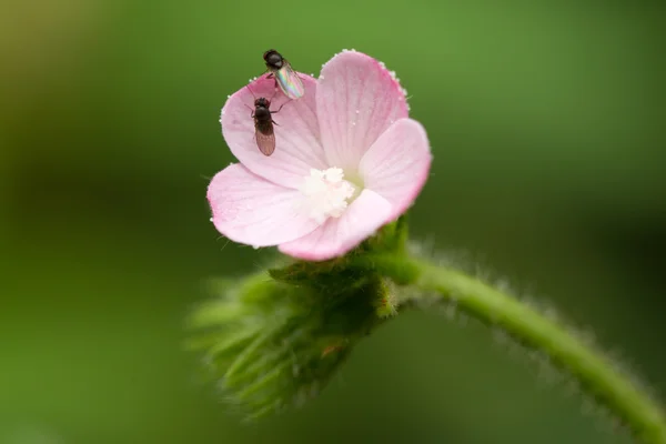 Маленькие мухи — стоковое фото