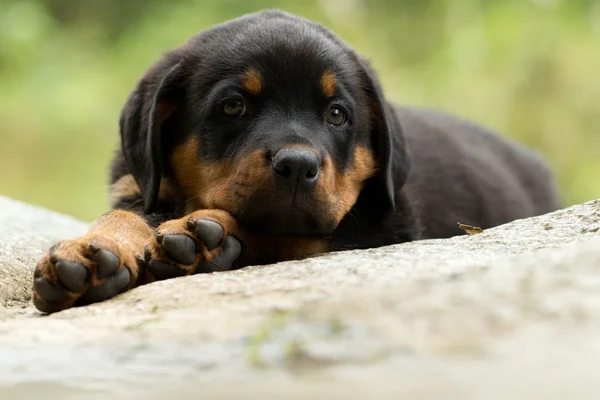Cachorro de perro Rottweiler — Foto de Stock