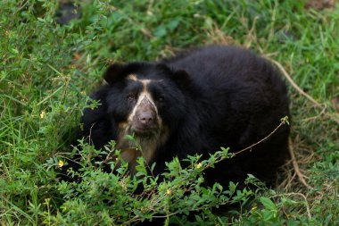 Spectacled Bear clipart