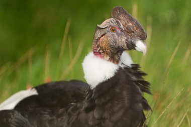 Condor yakın çekim