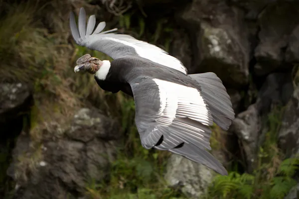 Condor andin — Photo