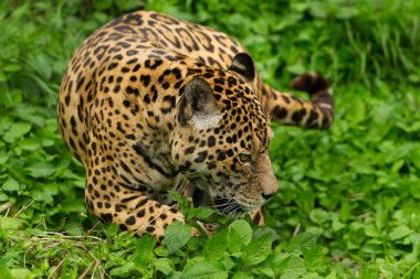 Male Wild Jaguar Cat