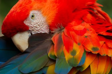 Arra Macaw Parrot Bird With Bright Red Feathers clipart