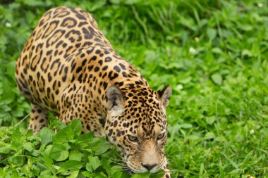 Male Wild Jaguar Cat