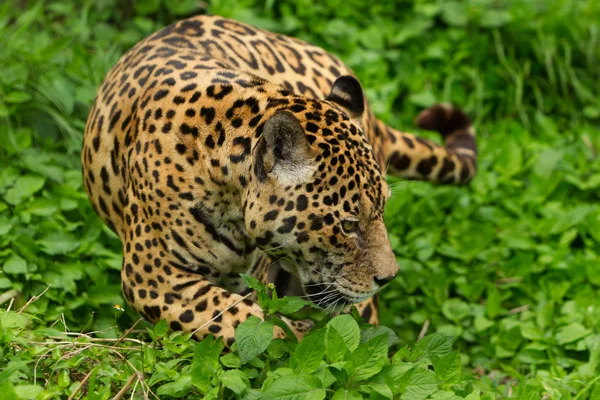 Macho salvaje jaguar gato —  Fotos de Stock