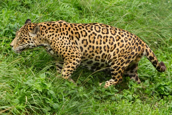 Male Wild Jaguar Cat — 스톡 사진
