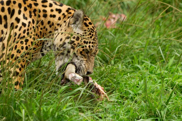 Male Wild Jaguar Cat — 스톡 사진
