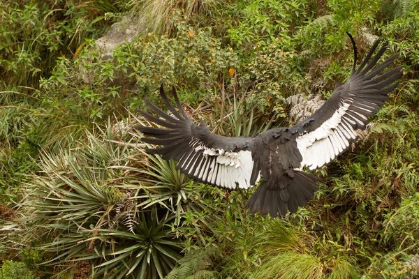 Andean Condor Take Off — Φωτογραφία Αρχείου
