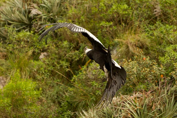 Cóndor Andino Volando — Foto de Stock