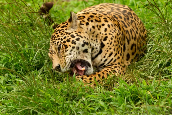 Männliche Wildkatze Jaguar — Stockfoto