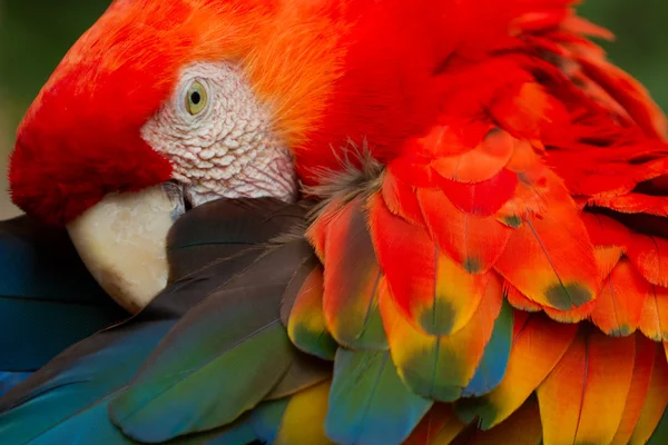 Ara-Papageienvogel mit leuchtend roten Federn — Stockfoto