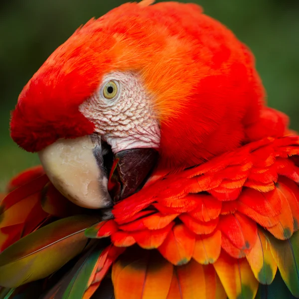 Червоний папуга — стокове фото