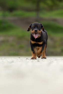 Young Rottweiler Pup