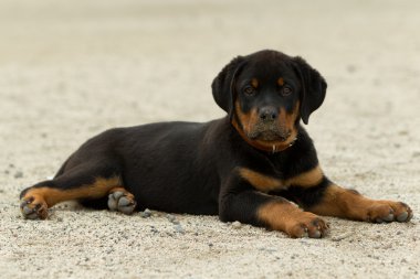 Rottweiler köpek yavrusu