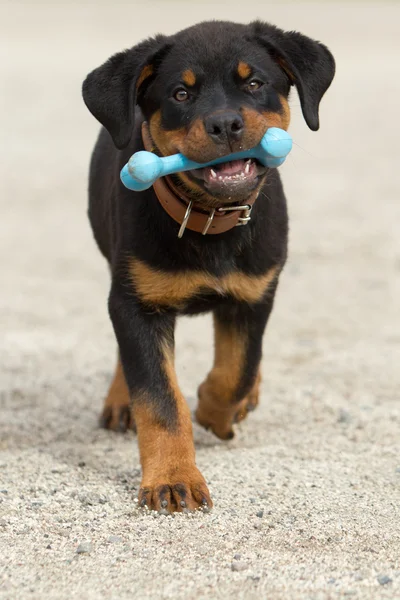 Cachorro Rottweiler con juguete de hueso de goma — Foto de Stock