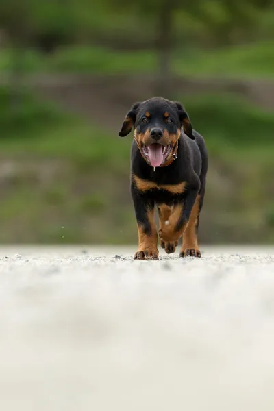 stock image Young Rottweiler Pup