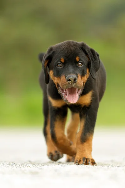 Rottweiler perro mirada directa — Foto de Stock