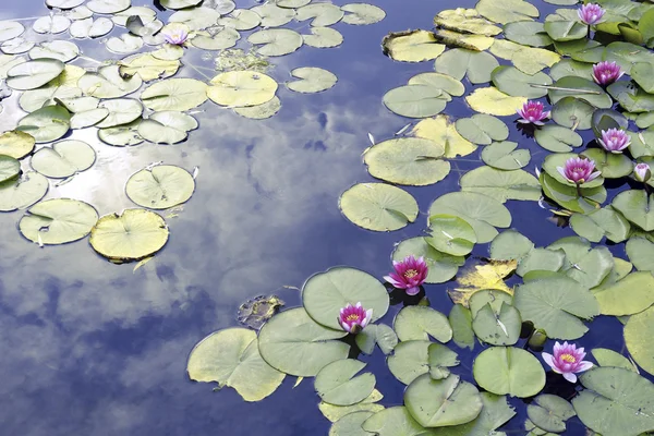 Lotosový rybník — Stock fotografie
