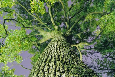 Giant camphor tree clipart