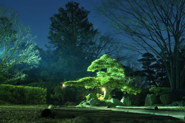 Night garden — Stock Photo, Image