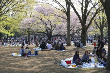 Blossom cherry season in Tokyo clipart
