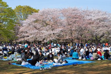 Blossom cherry season in Tokyo clipart