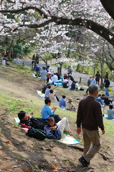 日本の桜の花の時間 — ストック写真