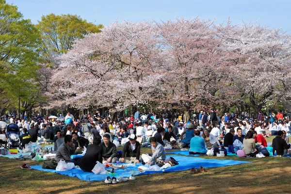 Temporada de cerezos en flor en Tokio —  Fotos de Stock