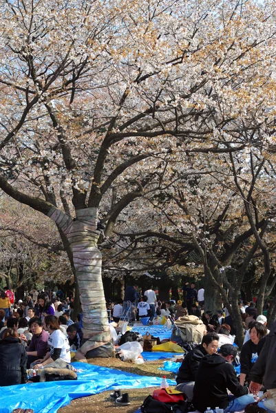 Stagione dei ciliegi in fiore a Tokyo — Foto Stock
