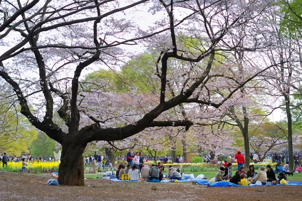 Stagione dei ciliegi in fiore a Tokyo — Foto Stock